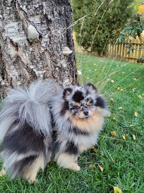 Blue Pomeranian, Architecture Career, Cute Pomeranian, Long Haired Dachshund, Blue Merle, Pomeranian Puppy, Pets For Sale, Pet Hacks, Fluffy Animals