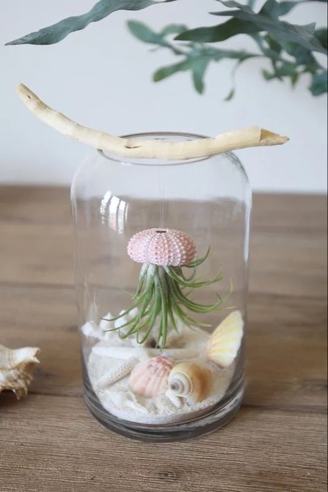 Air Plants Diy, Urchin Shell, Air Plants Decor, Sea Urchin Shell, Home Table Decor, Shell Planter, Art Coquillage, Plant Home, Tafel Decor