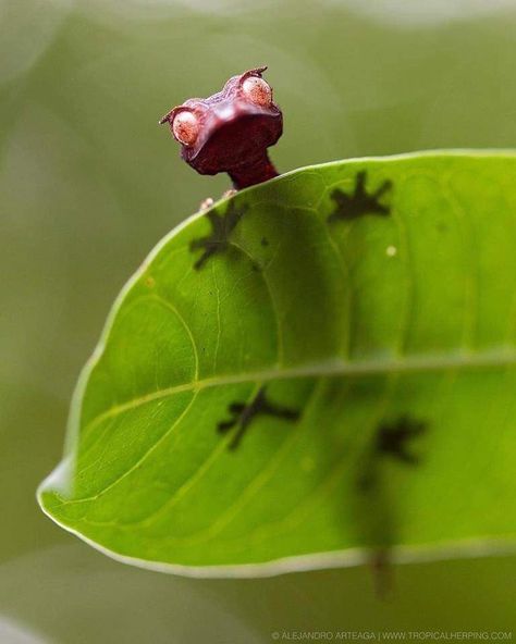 Noble Animals Satanic Leaf Tailed Gecko, Animal Story, Reptiles And Amphibians, Sweet Animals, Beetles, Animal Photo, Nature Animals, Gecko, Amphibians