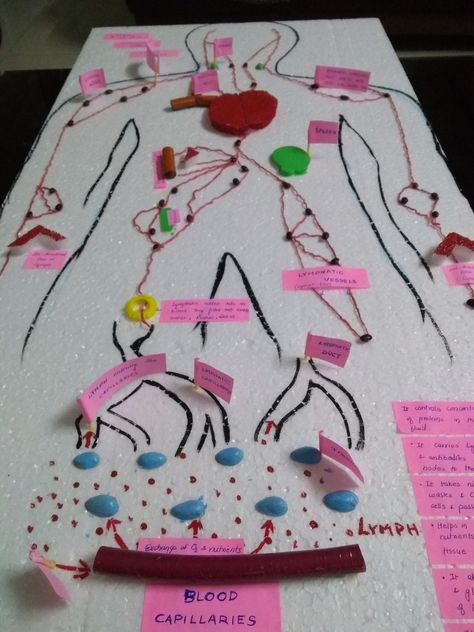 Lymphatic system in human body - School science project model Immune System Project, Zoology Notes, Biology Science Fair Projects, Science Project Models, Human Body Projects, School Science Projects, Teen Necklaces, Helpful Hacks, Nursing School Notes