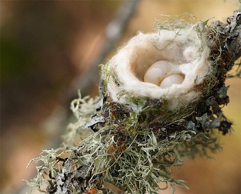 hummingbird eggs | rhembein | i am gillian | Flickr Hummingbird Sketch, Hummingbird Nests, Hummingbird Nest, Hummingbird Garden, Bird Eggs, Humming Bird, Backyard Birds, All Birds, Birdwatching