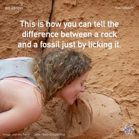 This is how you can tell the difference between a rock and a fossil just by licking it. #bighistory #archaeology #rocks #fossils #geology #paleontology #facts #Factionary Dinosaur Fossils Real, Fossil Rocks, Geology Rocks Mineral, Sciatica Stretches, Real Dinosaur, Fossil Hunting, Fossil Bones, Rock Hunting, Rocks And Fossils