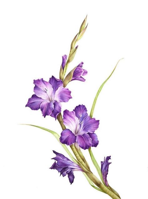 gladiolus-purple-flower-drawing-simple-drawing-ideas-white-background Gladiolus Flower Tattoos, Gladiolus Tattoo, Cute Flower Drawing, Beautiful Pencil Drawings, Simple Flower Drawing, August Birth Flower, Gladiolus Flower, Gladioli, Birth Flower Tattoos