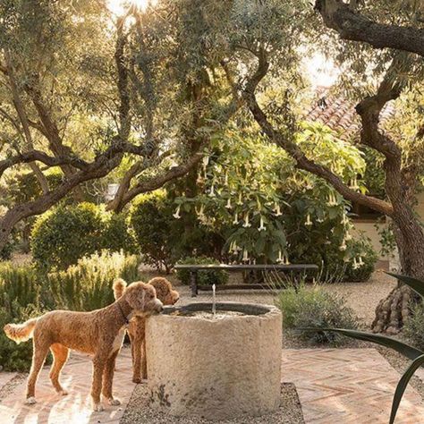 Scott Shrader, Dog Fountain, Dog Garden, Beautiful Yards, Garden Fountain, Creative Home Decor, Gorgeous Gardens, Backyard Decor, Water Fountain