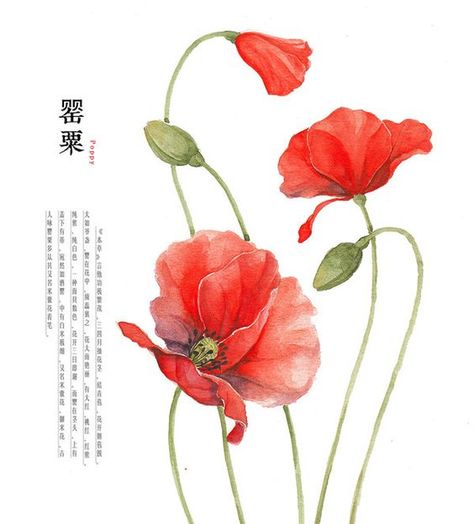 Simple Poppy Flower Drawing | Poppy Drawing Hand drawing watercolor Poppy Flower Drawing, Planting Poppies, Poppy Flower Painting, Poppies Watercolor, Poppy Watercolor, Poppy Drawing, Poppies Tattoo, Drawing Hands, Watercolor Poppies