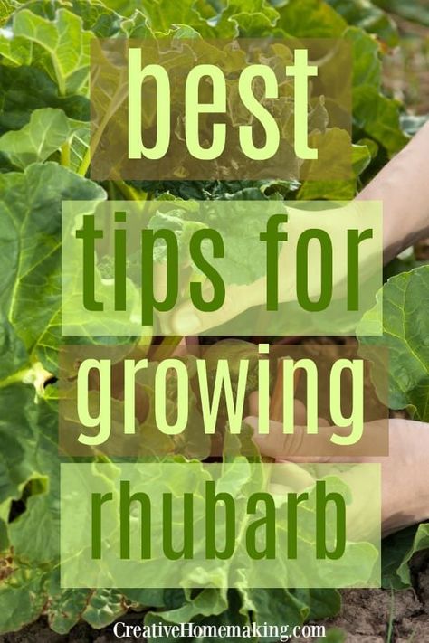 How To Grow Rhubarb, Grow Rhubarb, Easy Rhubarb Recipes, Growing Rhubarb, Rhubarb Plants, When To Plant, Types Of Herbs, Vegetable Garden For Beginners, Organic Vegetable Garden