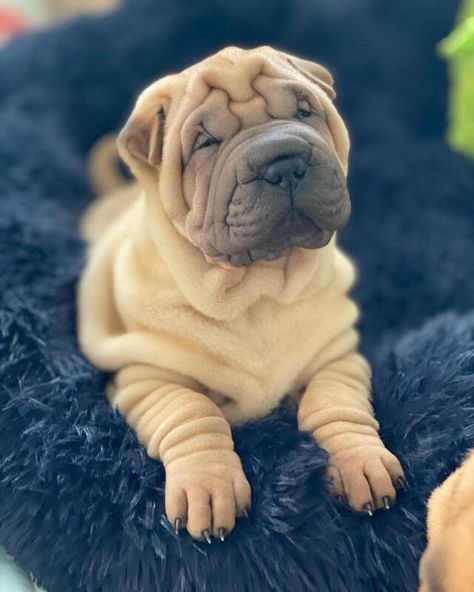 QUALITY BRED SHAR PEI PUPPIES FOR SALE Black Shar Pei, Bear Coat Shar Pei, Puppy Starter Kit, Shar Pei Puppies, Puppy Leash, Puppies Near Me, Shar Pei Dog, Chinese Shar Pei, Bear Coat