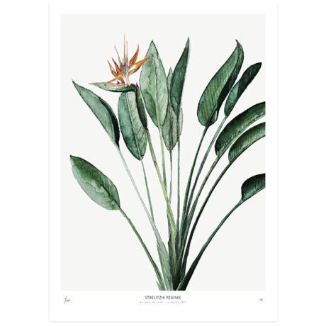 Trouva: Urban Botanics: Strelitzia Art Print - 50 X 70cm Bird Of Paradise Plant, Deer Art, Unframed Art Prints, Leaf Wall Art, Flowers Art, Sgraffito, Decorating With Pictures, Plant Art, Birds Of Paradise