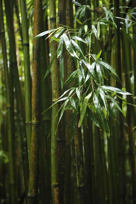 Bamboo Forest Tattoo, Bamboo Forest Aesthetic, Bamboo Photography, Bamboo Aesthetic, Bamboo Forest Japan, Bamboo Landscape, Bamboo Species, Yellow Bamboo, Japanese Bamboo