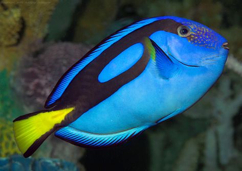 blue | Blue tang #2, Paracanthurus hepatus Seashells Photography, Blue Tang Fish, Blue Tang, Underwater Creatures, Finding Dory, Blue Fish, Saltwater Aquarium, Beautiful Fish, Cute Dragons