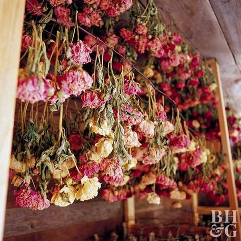 Dried Flowers Crafts, Wedding Centerpieces Mason Jars, Dried Flowers Diy, Dried Hydrangeas, Dry Flowers, Cabin In The Woods, Hanging Flowers, Flower Display, Dried Floral