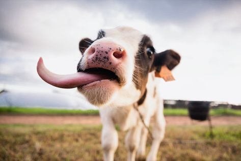 23 Photos That Prove Cows Are Too Adorable for Words | Best Life Cow Tongue, Cow Photos, Holstein Cows, Cow Pictures, Cows Funny, Sketch A Day, Puppy Photos, Baby Cows