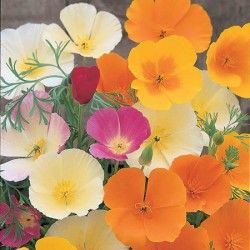 Poppy Californian Superb Mixed Seeds Californian Poppy, Growing Calendar, Sweet Pea Plant, Chilli Plant, Summer Bulbs, Lily Bulbs, Plants To Grow, Herbaceous Perennials, California Poppy