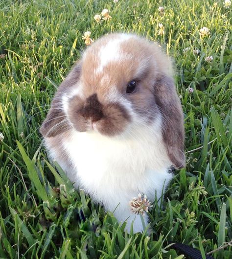 Lop Eared Bunny, Instagram Baby, Baby Bunnies, A Flower, Rabbits, Cute Animals, Humor, Dogs