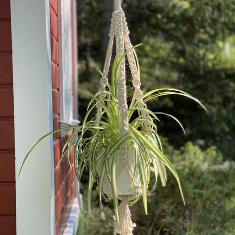 Knyt en makraméampel - Hemslöjden – slöjd och hantverk för alla Macrame Plant, Macrame Plant Hanger, Plant Hanger, Macrame, Plants, Macramé