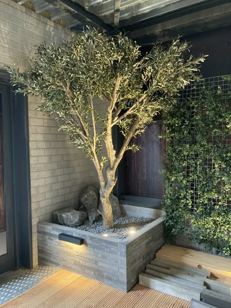 Townhouse Backyard Ideas, Olive Trees Landscape, Olivier En Pot, Courtyard Gate, Garden Mediterranean, Plants Arrangement, Veranda Design, Yard Ideas Cheap, Indoor Trees