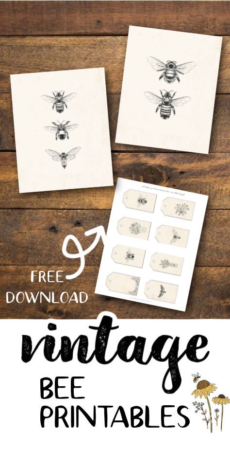 Bee Images Vintage, Bee Art Vintage Free Printable, Vintage Bee Art Free Printables, Bee Transfer Free Printable, Bee Gift Tags Free Printable, Honey Bee Diy Decor, Bees Template Free Printables, Vintage Bee Printables Free, Free Transfers Printables