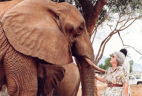 Dame Daphne Sheldrick, David Sheldrick, Sheldrick Trust, save the elephants, elephant poaching, ivory trade Daphne Sheldrick, Ivory Trade, Sheldrick Wildlife Trust, Elephant Sanctuary, Save The Elephants, Asian Elephant, African Elephant, Baby Elephant, Beautiful Creatures