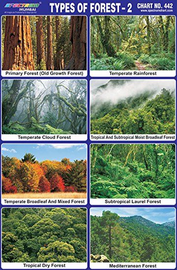 Types Of Biomes, Education Chart, Forest Unit, Different Types Of Forests, Project Border, Mediterranean Forest, Rainforest Project, Dry Forest, Types Of Forests