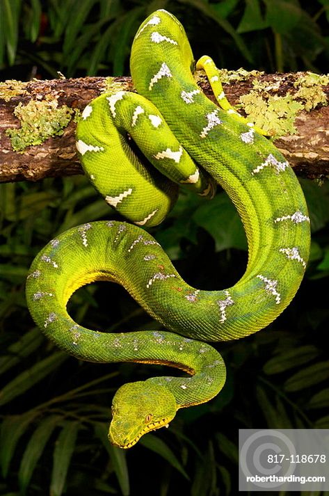 a Amazon Rainforest Animals, Emerald Tree Boa, Rainforest Photography, Snake Images, Snake Painting, Snake Photos, Jungle Photography, Wild Animals Photos, Rainforest Animals