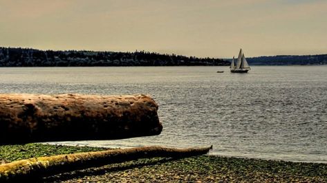 Camano Island State Park is breathtaking. Vashon Island Wa, Washington Nature, Washington Island, Camano Island, Vashon Island, Olympic Mountains, Evergreen State, Whidbey Island, San Juan Islands