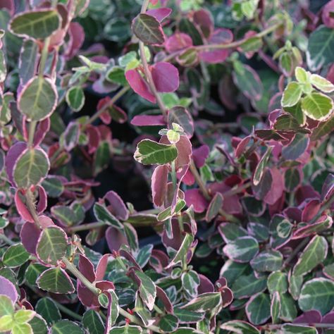 Euonymus fortunei 'Emerald Gaiety' is a small, bushy, evergreen shrub with pink-tinged leaves in Winter. It will climb if planted against a wall. It grows to a height of 50cm-1m with a spread of 1m-1.5m. It likes a position in full sun or partial shade with well-drained, moist soil and provides nectar and pollen for bees and other pollinating insects. Euonymus Fortunei, Garden Types, Colorful Fruit, Plant Health, Chelsea Flower, Plant List, Chelsea Flower Show, Evergreen Shrubs, Perfect Plants