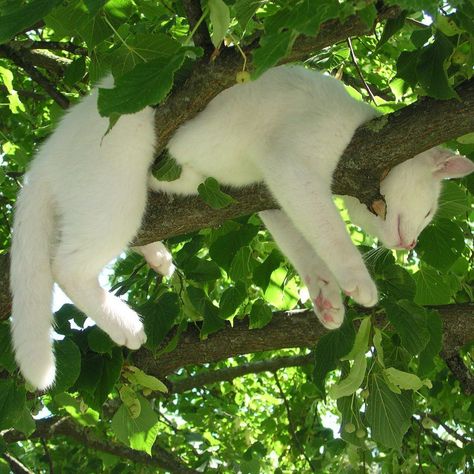 White Cats, White Cat, A Tree, On Twitter, Twitter, White