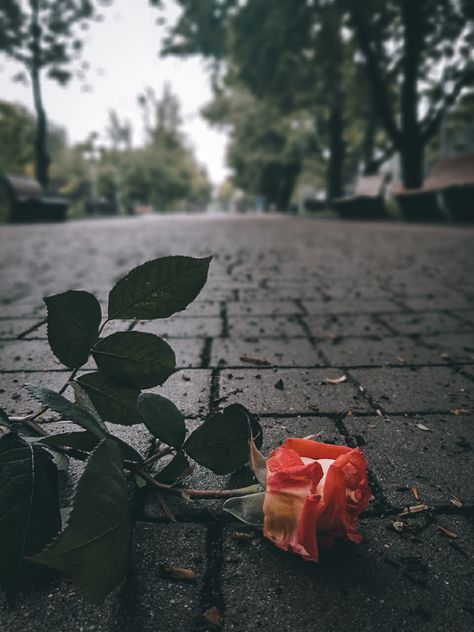 #flower #vintage #pain #dark #love #broke #sorrow Dried Roses Aesthetic Dark, Images Of Sorrow, Broke Aesthetic, Captions Photography, Fallen Rose, Poem Illustration, Flowers Dp, Broken Rose, Drying Roses