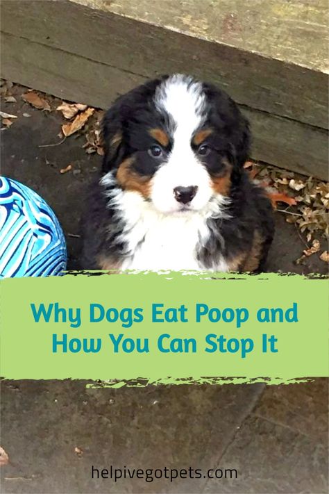 Bernese Puppy, Dog Eats, Chicken Poop, French Dogs, Puppy Day, Dog Training Advice, Bad Behavior, Dog Training Videos, Getting A Puppy