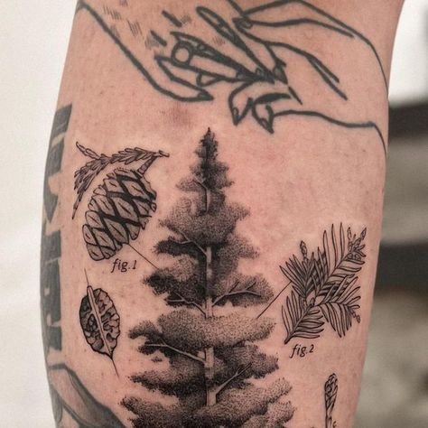 Redwood Tattoo California, Big Sur Tattoo, Sequoia Tree Tattoo, Diana Tattoo, Redwood Tattoo, Red Woods, Sequoia Tree, Ink Illustration, Botanical Illustrations