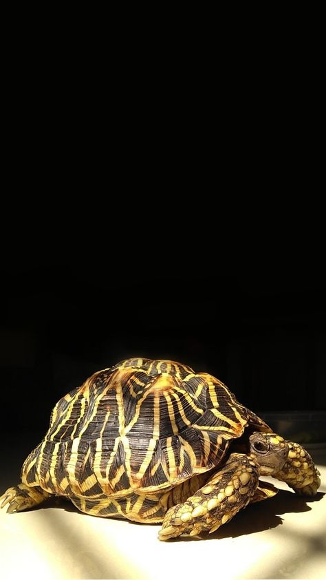 My tortoise, indian star tortoise🐢💕 Tortoise Wallpaper, Star Tortoise, Indian Star Tortoise, Big Tortoise, Tortoise Food, Turtle Wallpaper, Indian Star, The Turtles, Turtle Love