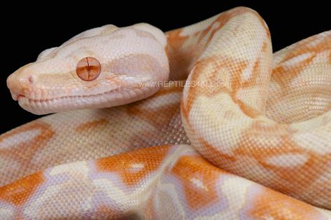 Albino Boa constrictor | Albinism is a rare congenital disor… | Flickr Newt Animal, Satanic Leaf Tailed Gecko, Amphibians Activities, Reptile Crafts, Animal Tatoos, Poisonous Animals, Dangerous Creatures, Frog Species, Blue Tongue Skink