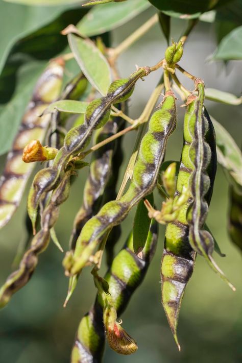 Pigeon Peas, The Pigeon, Thriving Garden, Attracting Bees, Garden Harvest, Vegetable Seeds, Disney Princess Wallpaper, Retail Market, Organic Seeds