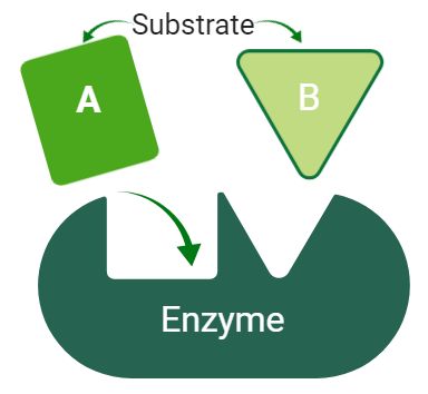 Enzymes are the main group of biological substances required for the proper functioning of cells. They work as a catalyst and perform specific biochemical reactions in living cells. Enzymes were discovered in 1877 by Wilhelm Friedrich Kühne a professor of physiology at the University of Heidelberg. He coined the term enzyme for such biological substances. To date, 10,000 enzymes have been discovered by scientists. Diagram of enzyme and substrate created in BioRender.comCharacteristics of en Enzymes Biochemistry, Enzymes Biology Notes, Enzymes Biology, Function Diagram, Cellular Respiration, Energy Activities, Animal Cell, Structure And Function, Biology Lessons