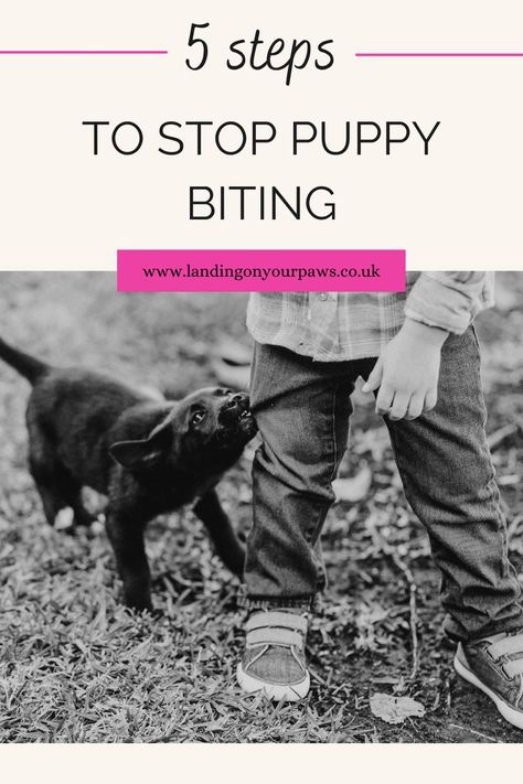 Puppy biting is a totally normal behaviour and they will grow out of it. But your pup won't forget if you frighten or hurt them. The good news is with these 5 simple steps, you can reduce puppy biting considerably AND continue to build the single most important thing with your new 4-legged friend - TRUST. Click on the pin to read the full blog post where we'll explain why puppies bite and how you can reduce puppy biting by following my 5 simple steps. #puppybiting #stoppuppybiting #newpuppy Stop Puppy Biting, Puppy Training Biting, Puppy Breath, Train Your Puppy, House Training Puppies, Puppy Biting, Puppy Training Tips, Calm Dogs, Dog Biting