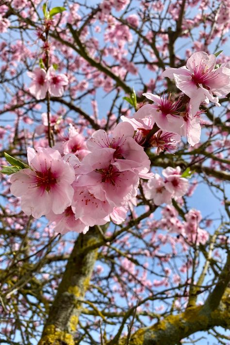 Pink cherry blossom tree, blue sky Selene Aesthetic, Blossom Aesthetic, Sakura Aesthetic, Sakura Blossoms, Japan Sakura, Japanese Sakura, Milk & Mocha, Cherry Blossom Festival, Pretty Backgrounds