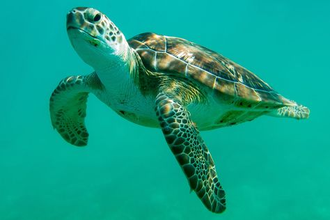 New Genetic Clues Could be Key to Saving Sea Turtles from Mysterious Disease Pictures Of Turtles, Sea Turtle Species, Theater Mom, Indian River Lagoon, Loggerhead Sea Turtle, Marine Turtle, Turtle Quilt, Turtle Conservation, Turtle Swimming