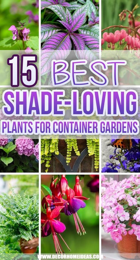 15 Fantastic Shade-Loving Plants For Container Gardens | Decor Home Ideas Border Garden Ideas, Potted Plants For Shade, Container Gardening Shade, Shade Plants Container, Plants For Shady Areas, Gardens Decor, Plants For Planters, Plants That Like Shade, Patio Flower Pots