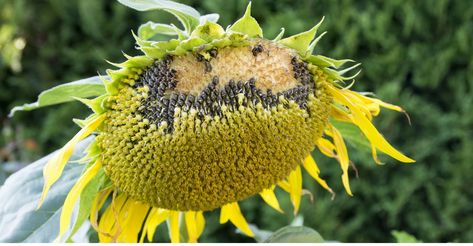 When and How to Harvest Sunflower Seeds When To Harvest Sunflowers, How To Harvest Sunflower Seeds, Harvesting Sunflower Seeds To Eat, Saving Sunflower Seeds To Replant, When To Harvest Sunflower Seeds, Benefit Of Sunflower Seeds, Harvesting Sunflower Seeds, Dried Sunflowers, Sunflower Head