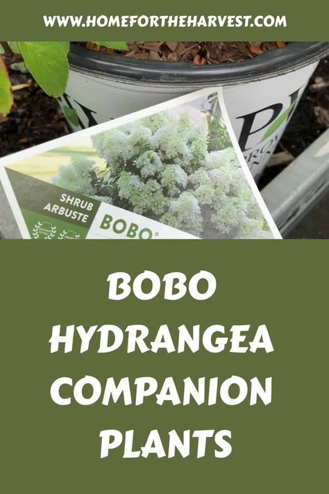 Bobo hydrangea companion plants Bono Hydrangea, Boho Hydrangea Plant, Bobo Hydrangea Companion Plants, Bobo Hydrangea Landscaping, Hydrangea Bobo, Bobo Hydrangeas, Hydrangea Companion Plants, Bobo Hydrangea, Bee Balm Plant