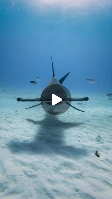 DISCOVER SHARKS on Instagram: "What would you do if this great hammerhead was coming right at you? 😍 Video by @cinematik" Hammer Head, Hammerhead Shark, Sharks, Marine Life, Diver, Diving, Pins, On Instagram, Instagram