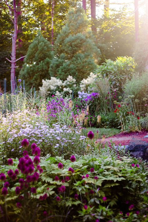 Stachys Hummelo, Callirhoe Involucrata, Allium Sphaerocephalon, Lake Pictures, Perennial Garden, Blue Star, Backyard Garden, Perennials, Garden Design