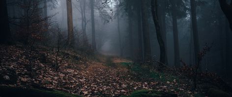 Download wallpaper 2560x1080 forest, fog, path, autumn, nature dual wide 1080p hd background Weather Wallpaper, Dark Forest Aesthetic, Woodland Wallpaper, Foggy Weather, 4k Wallpapers For Pc, Free Background Images, Laptop Wallpaper Desktop Wallpapers, Nature Background Images, Nature Wallpapers