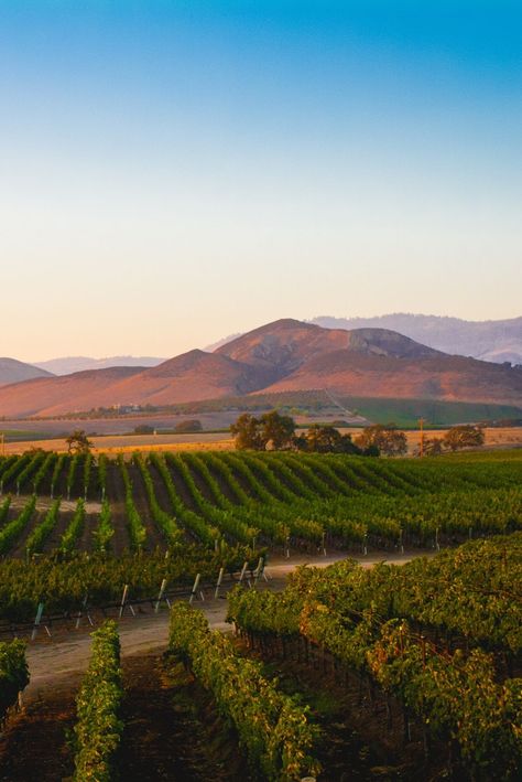 Vineyard In Italy, Napa Valley California Aesthetic, California Wine Country Aesthetic, Vineyard Astethic, French Vineyard Aesthetic, California Valley Aesthetic, California Vineyard Aesthetic, Santa Ynez California, Vineyard Branding