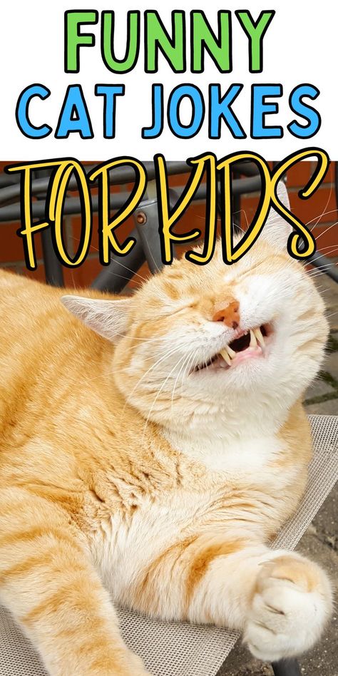 Jokes For Kids Funny, Kid Friendly Jokes, Funny Cat Jokes, Best Jokes, Halloween Jokes, Cat Jokes, Funny Jokes For Kids, Alley Cat, Pet Kitten