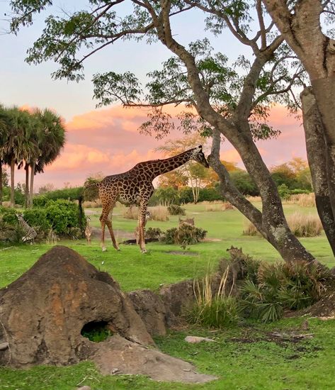 Tropical Savanna, Fantasy Country, Savage Animals, Savanna Animals, Disney Animal Kingdom, African Plains, Camping Aesthetic, Walk Together, Amazing Photos