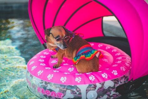 Pool float for tiny dogs! Dog Floats For Pool, Dog Pool Floats, Puppy Pool, Inflatable Pool Toys, Inflatable Rafts, Pool Umbrellas, Dog Pool, Pool Floats, Inflatable Pool