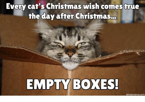 Christmas Cat Memes, Day After Christmas, Christmas Memes, 10 Funniest, Christmas Funny, Cat Christmas, Cat Quotes, Funny Cat Memes, After Christmas