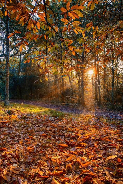 Smile Good Morning, November Backgrounds, Dancer Photography, Nature Autumn, Country Roads Take Me Home, Autumn Magic, Image Nature, Autumn Leaves Photography, Autumn Scenes