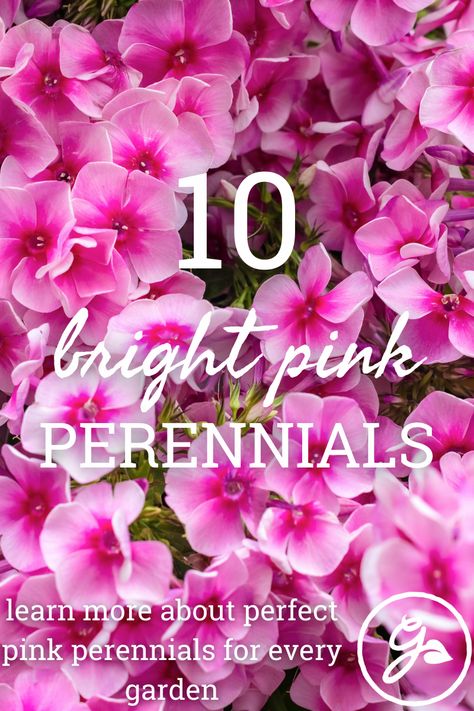 If you're looking for pink perennial flowers, your choices are nearly limitless. Get the Know How on our top 10 picks for pink perennials. Pink Flowers Garden, Pink Flowers Garden Landscapes, Tall Pink Flowers, Pink Perennial Flowers, Plants With Pink Flowers, Dianthus Flowers, Frugal Gardening, Pink Perennials, Garden Weeds